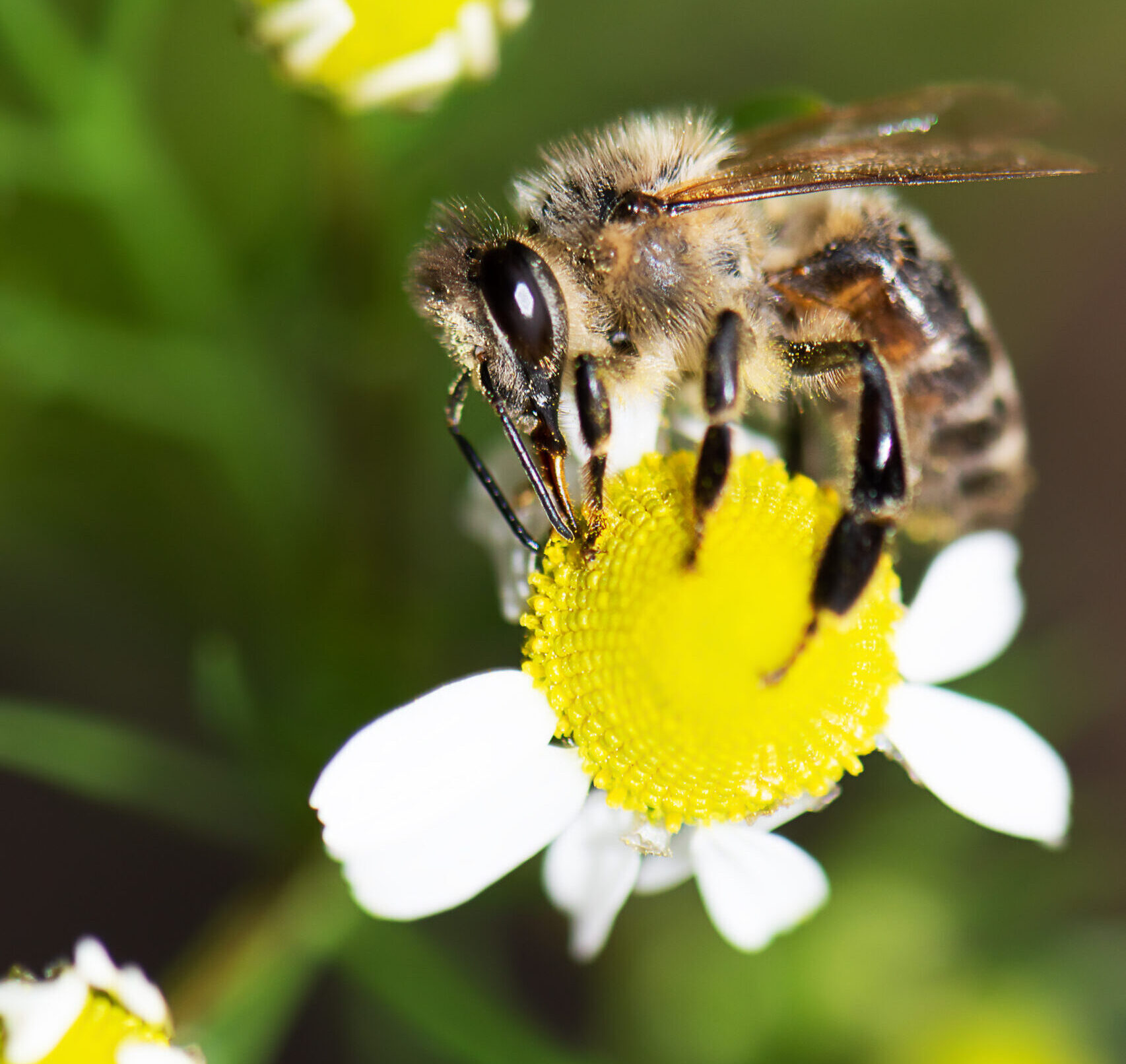Abeja polinizadora