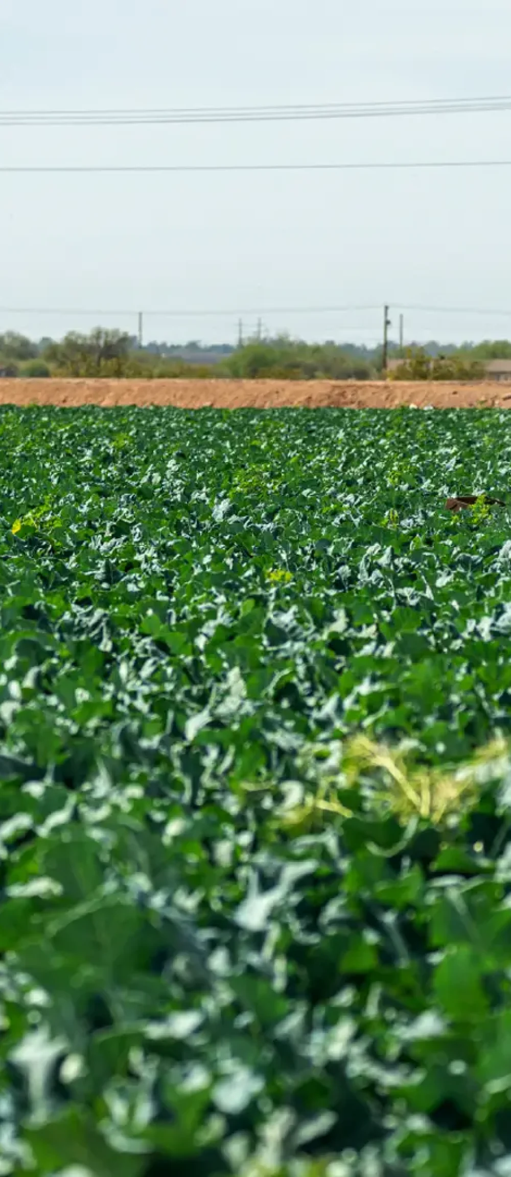 agricultor-grande